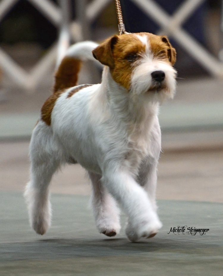 gambar jenis anjing jack russel terrier