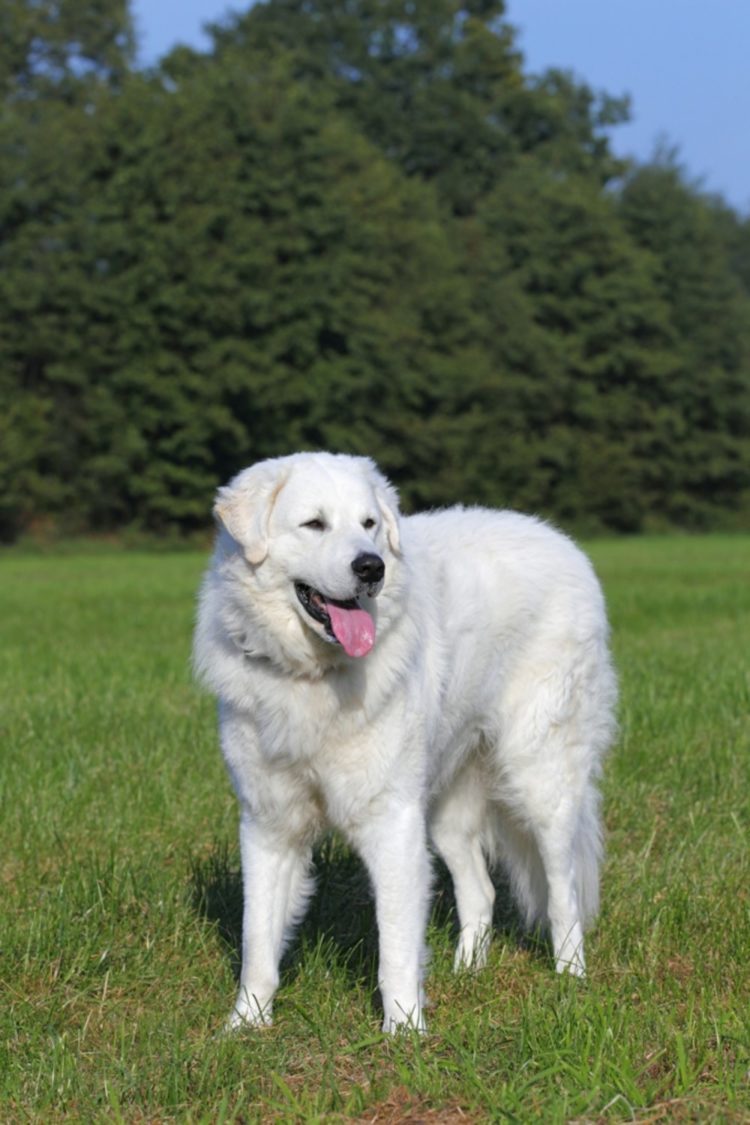 gambar jenis anjing kuvasz