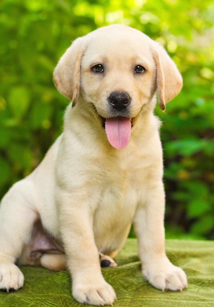 gambar jenis anjing labrador retriever