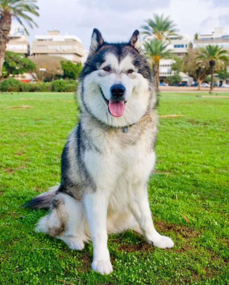 gambar jenis anjing malamute alaska