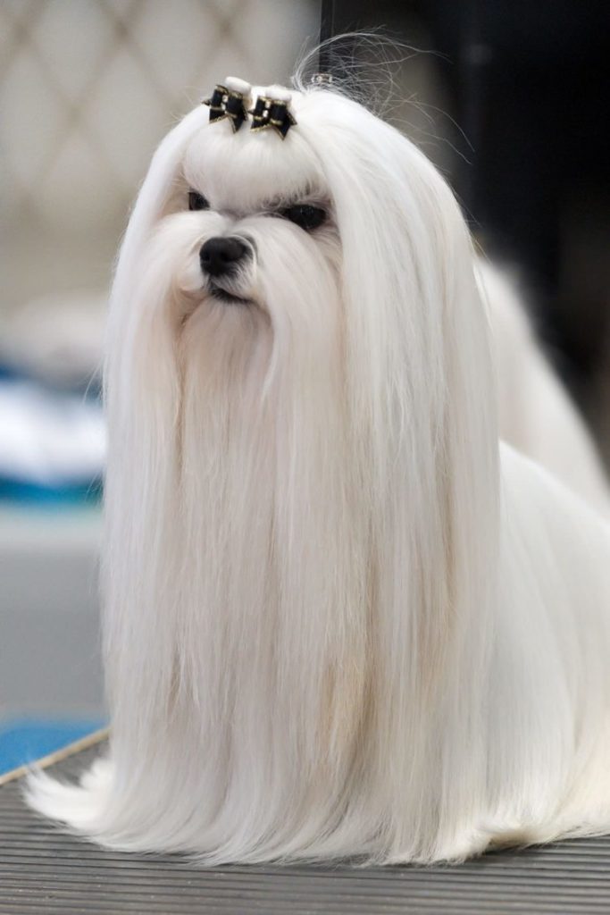 67-jenis-anjing-kecil-besar-peliharaan-dari-seluruh-dunia