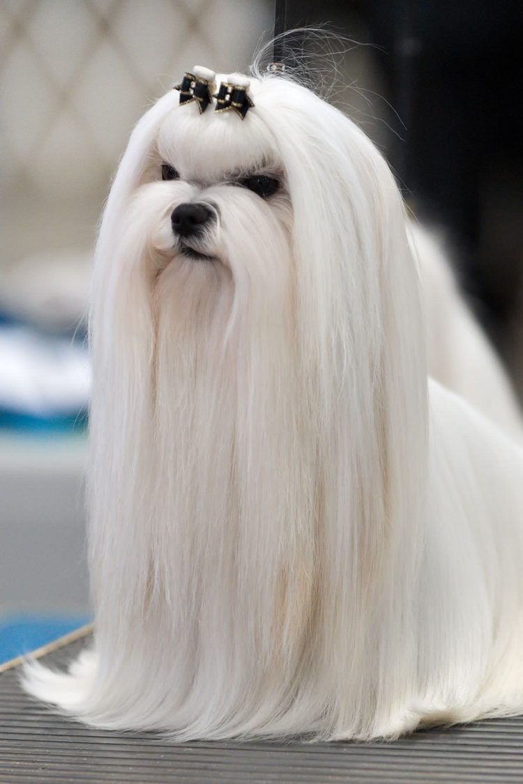 gambar jenis anjing maltese