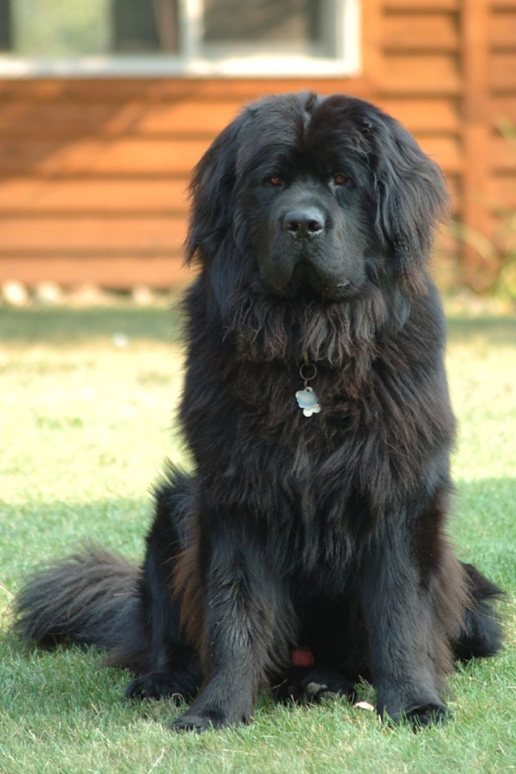 gambar jenis anjing newfoundland