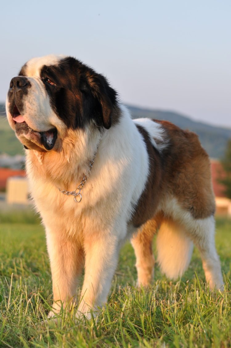 gambar jenis anjing saint bernard