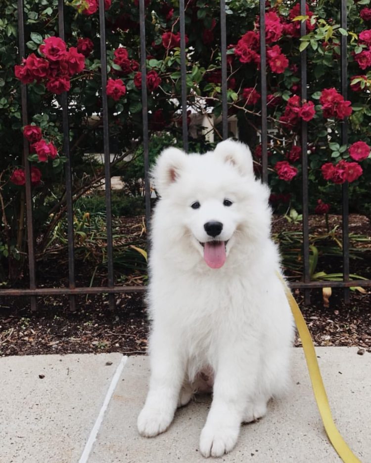 gambar jenis anjing samoyed