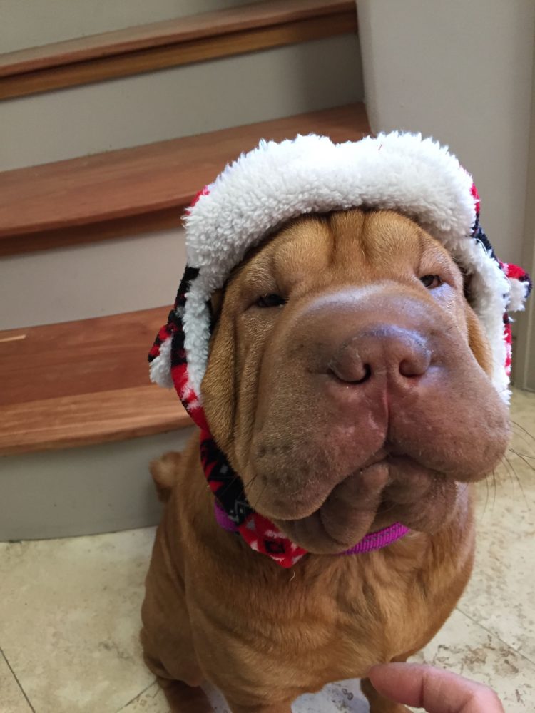 gambar jenis anjing shar pei