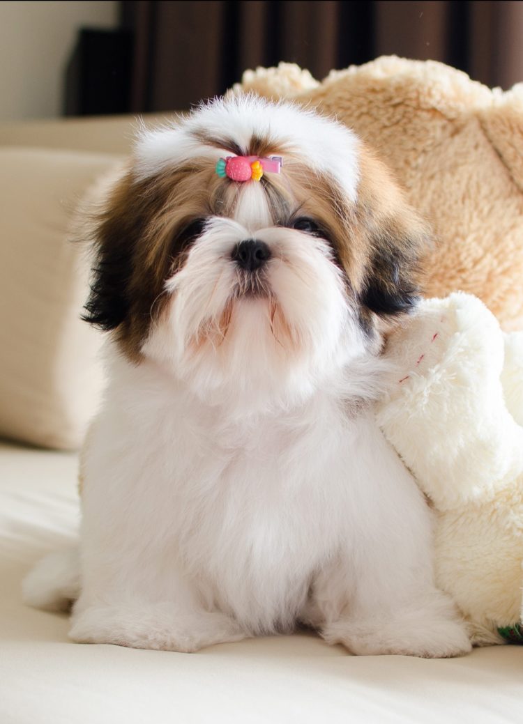 gambar jenis anjing shih tzu