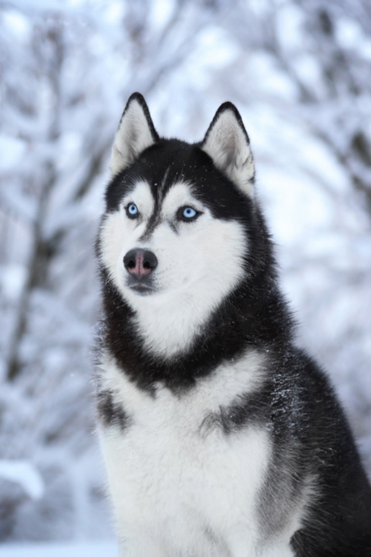 gambar jenis anjing siberian husky