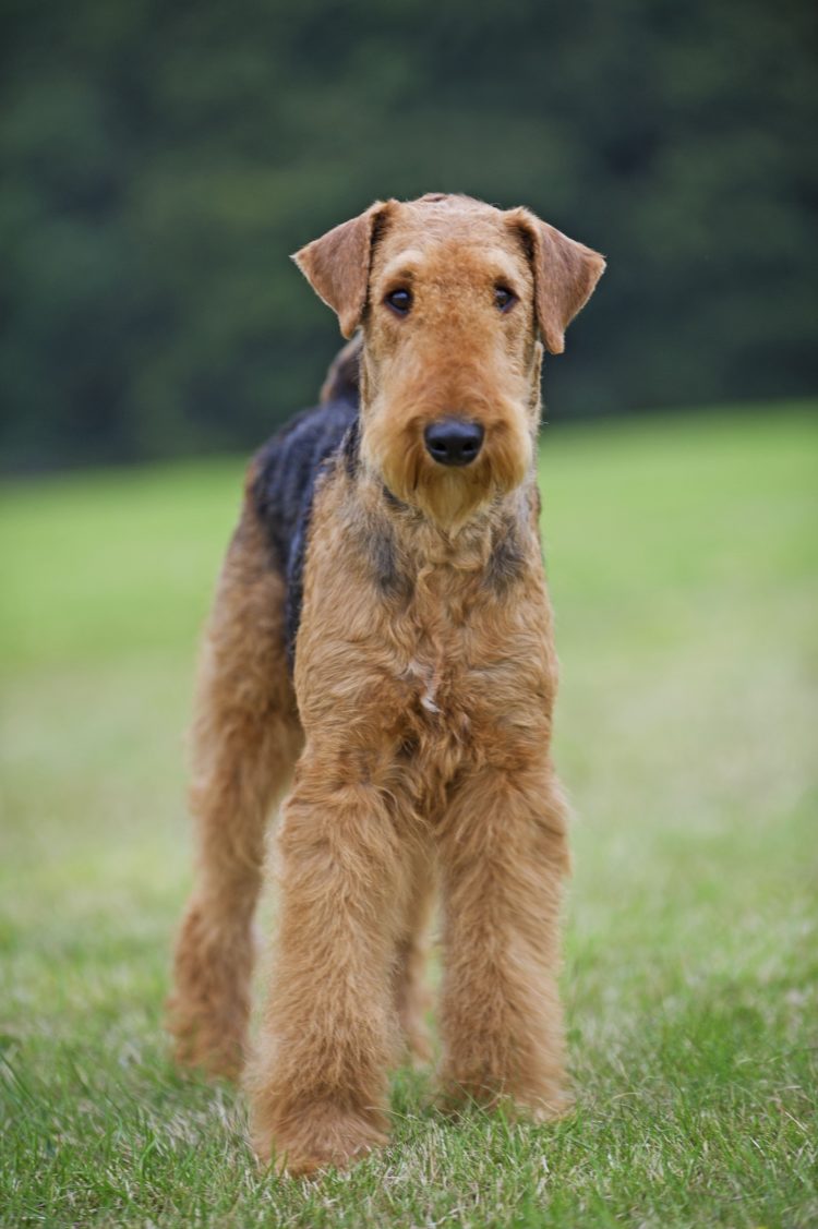 gambar jenis anjing terrier airedale