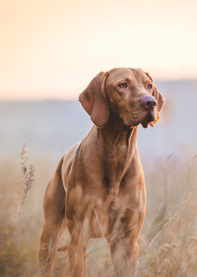 gambar jenis anjing vizsla