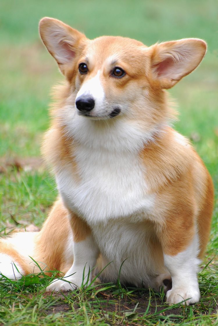 gambar jenis anjing welsh corgi pembroke