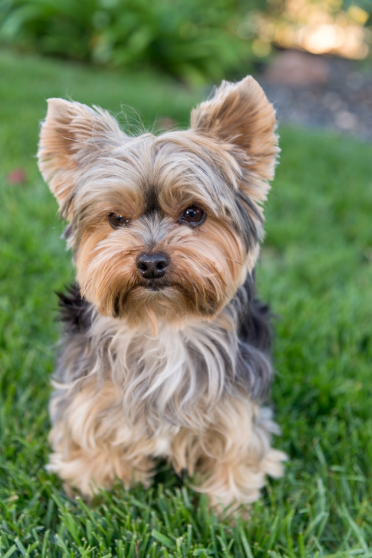 gambar jenis anjing yorkshire terrier