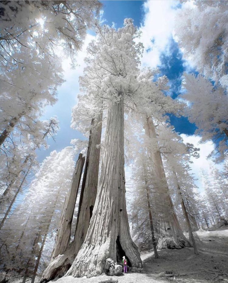 gambar jenis fotografi infrared