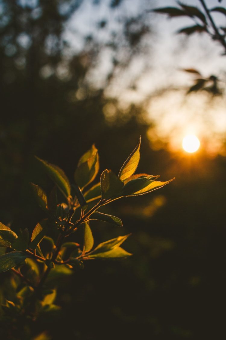 gambar jenis fotografi nature