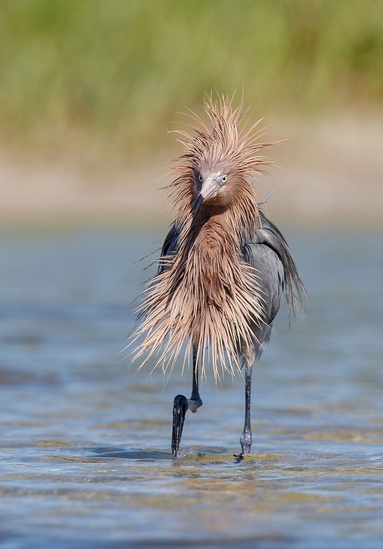 gambar jenis fotografi wild life