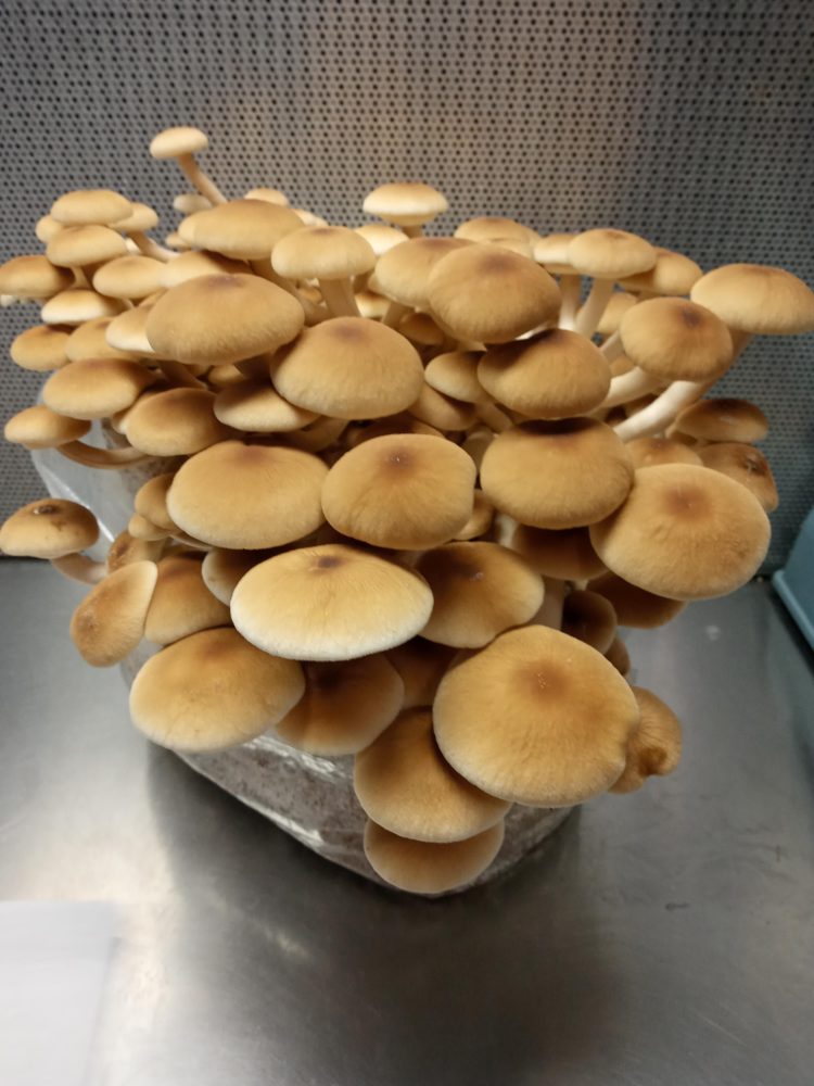 jenis jamur pioppino