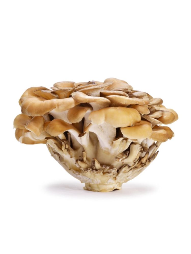 jenis jamur maitake dan peranannya