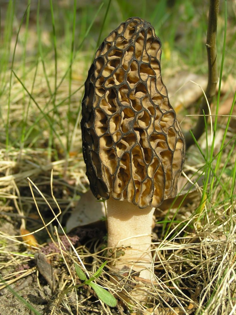 jenis jamur morel dan peranannya