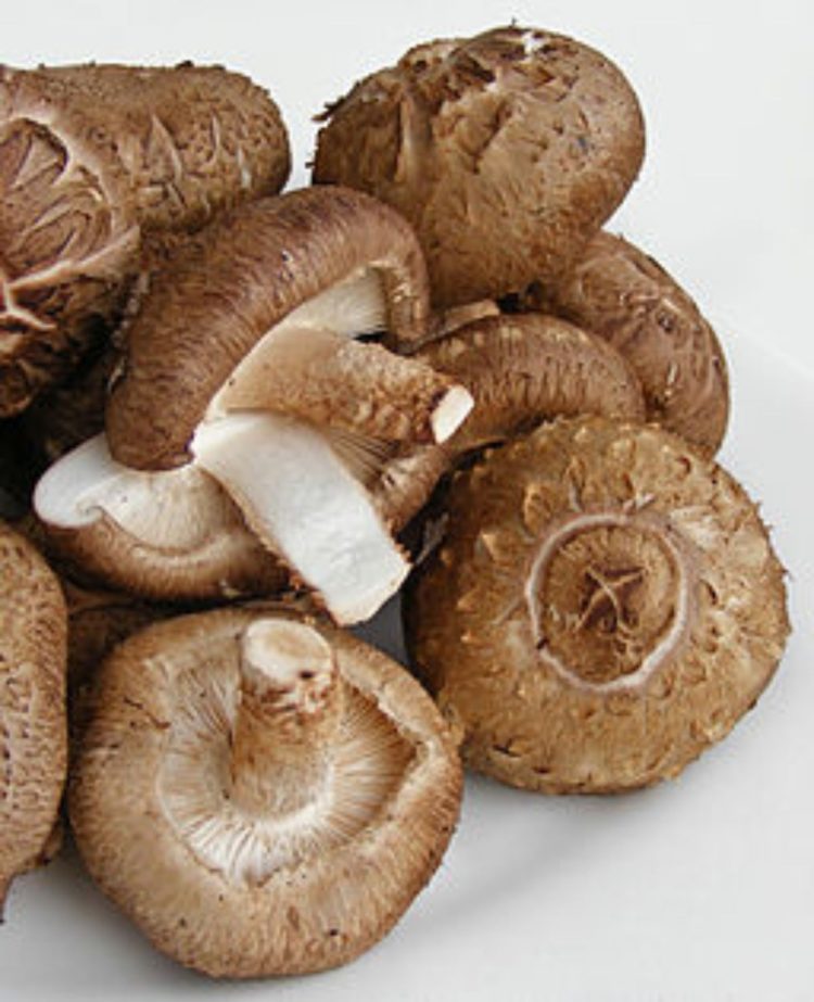 jenis jamur shiitake dan peranannya