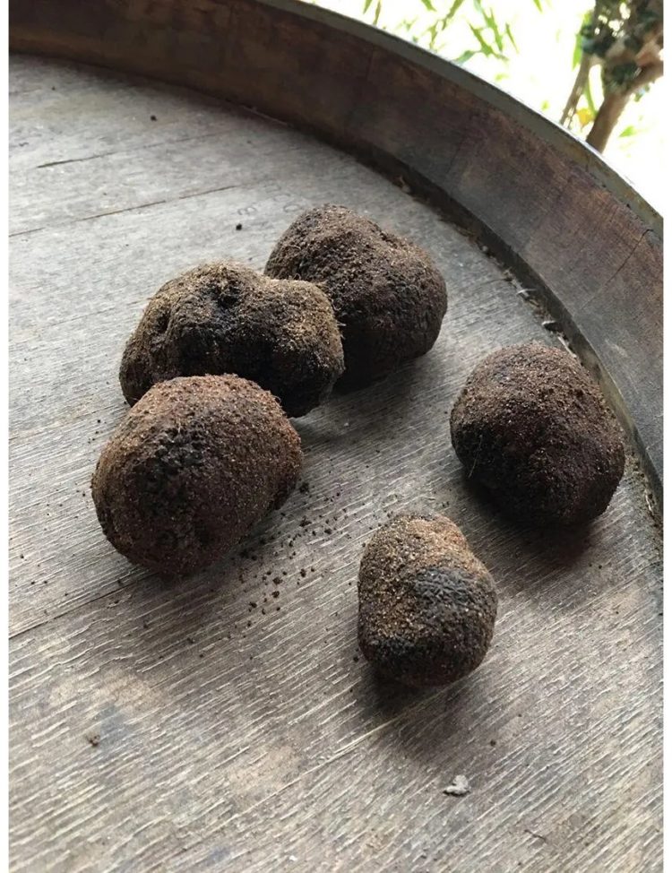 jenis jamur truffle dan peranannya
