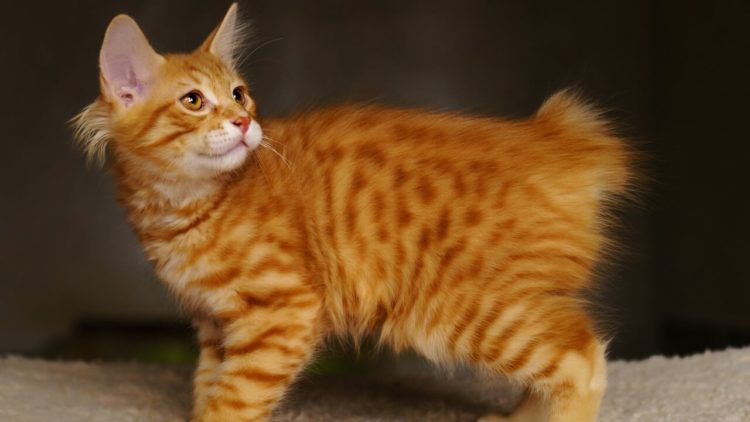 gambar jenis kucing american bob tail