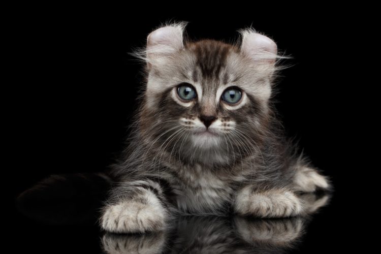 gambar jenis kucing american curl