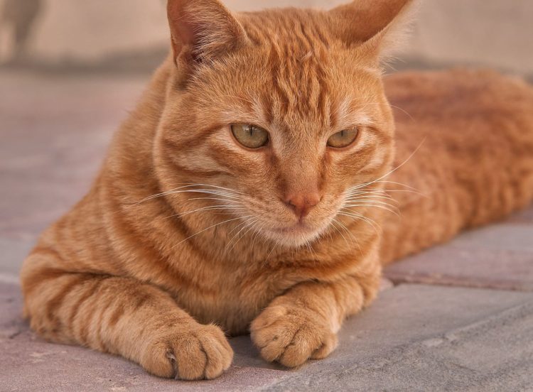 foto jenis kucing arabian mau