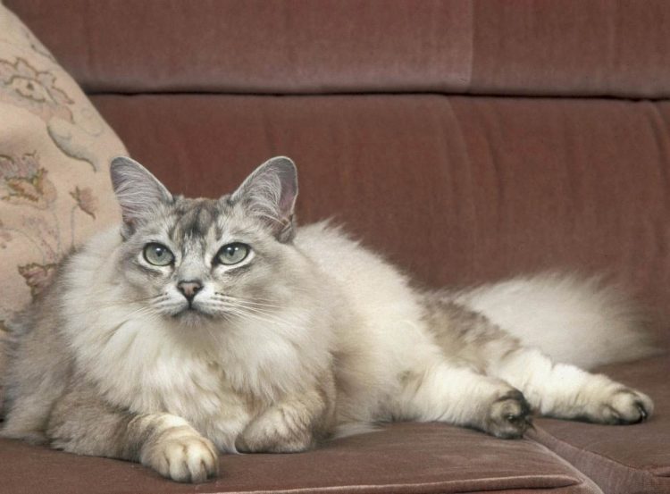 gambar jenis kucing asian long hair