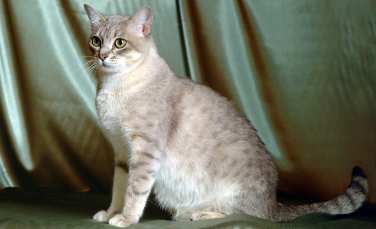 gambar jenis kucing australian mist