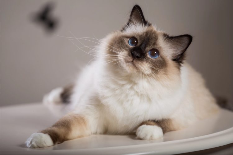 gambar jenis kucing birmans