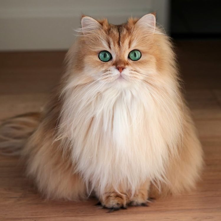 gambar jenis kucing british long hair
