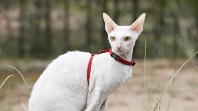 gambar jenis kucing cornish rex