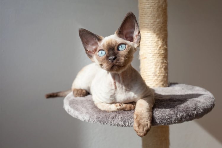 gambar jenis kucing devon rex