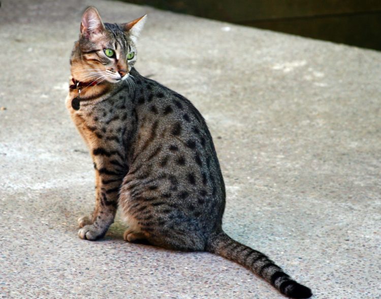 gambar jenis kucing egyptian mau