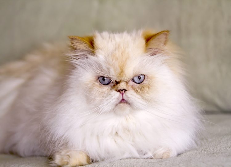 gambar jenis kucing himalayan