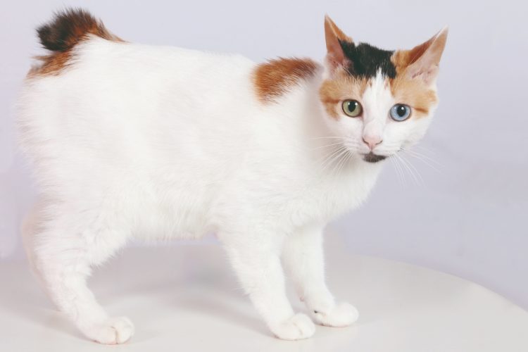 gambar jenis kucing japanese bobtail