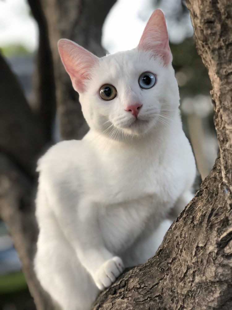 gambar jenis kucing khao manee