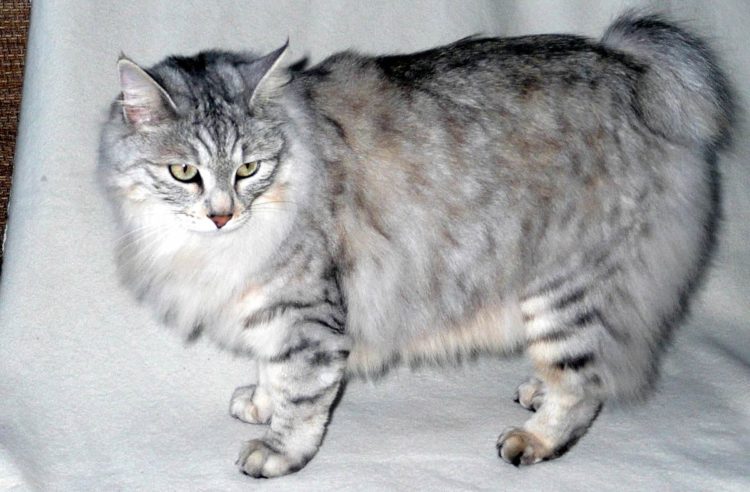 gambar jenis kucing kurilian bobtail