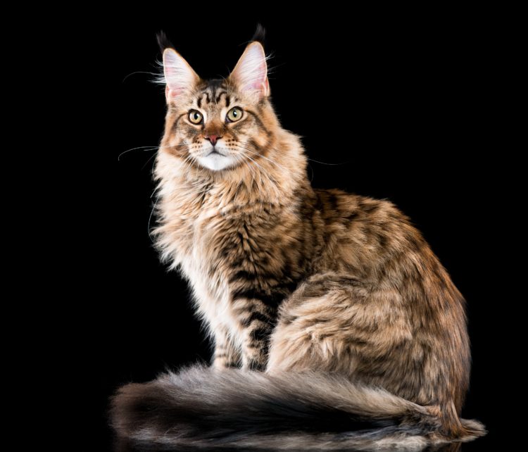 gambar jenis kucing maine coons