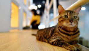 101 Jenis Kucing dari Seluruh Dunia & Harganya Lengkap