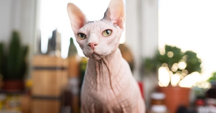 gambar jenis kucing mexician hairless