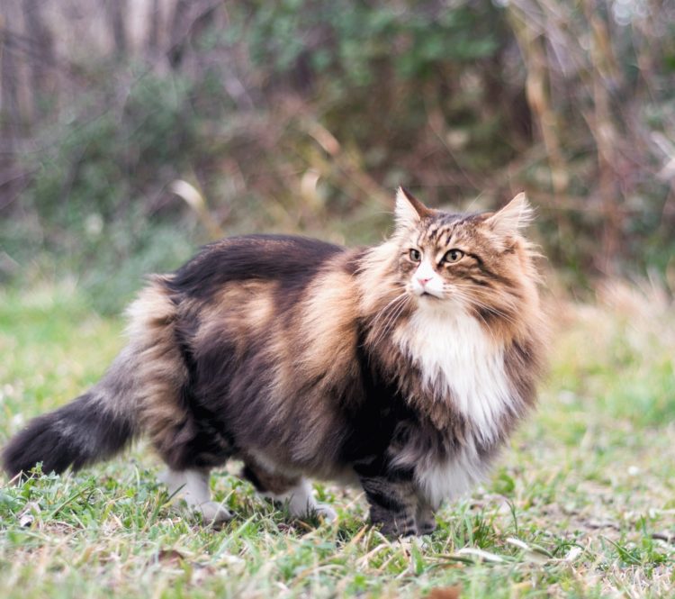 gambar jenis kucing norwegian forest