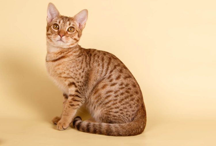 gambar jenis kucing ocicat