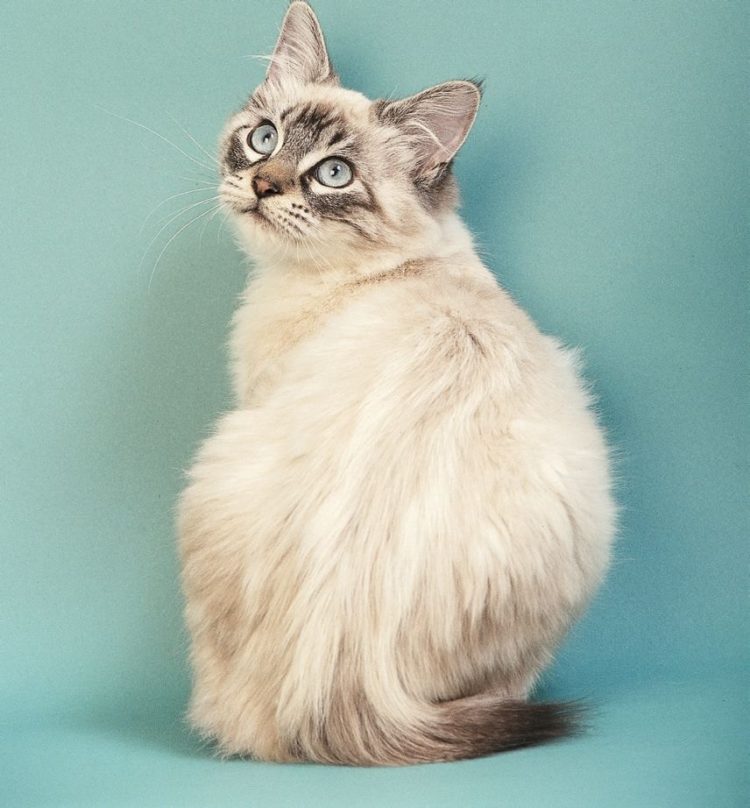 gambar jenis kucing owyhee bob