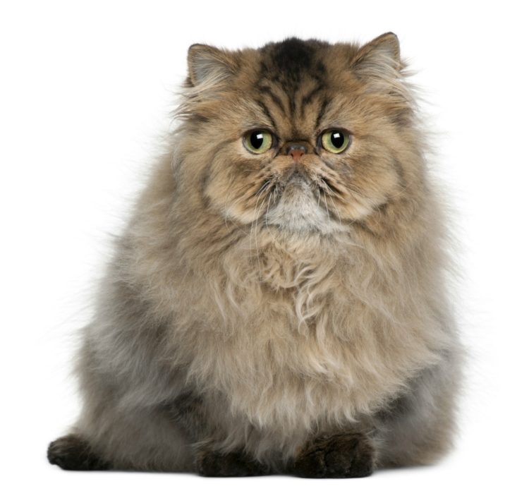 gambar jenis kucing persians