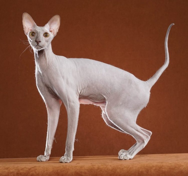 gambar jenis kucing peterbald