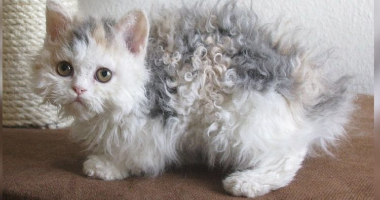 gambar jenis kucing poodle cat