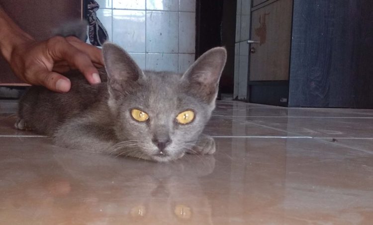 gambar jenis kucing raas busok madura