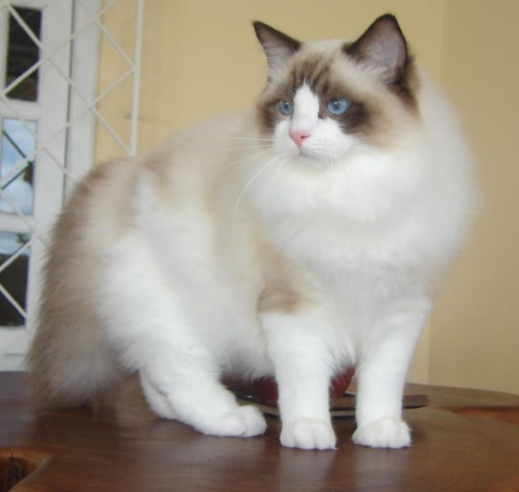 gambar jenis kucing ragdoll