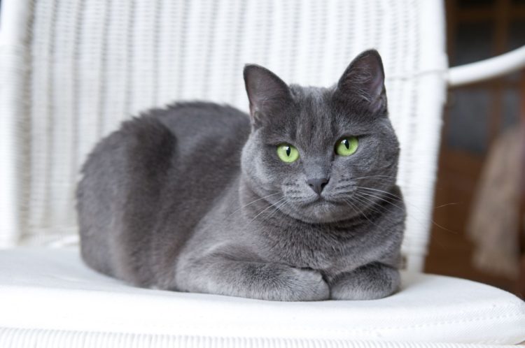 gambar jenis kucing russian blue